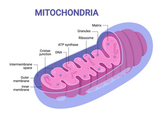 Vector diagram of Mitochondria. Cross-section view. Medical infographics