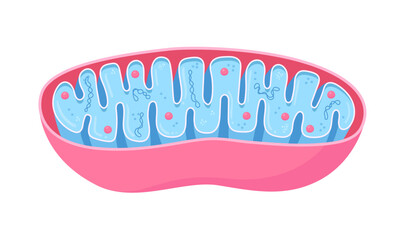 Vector diagram of Mitochondria. Cross-section view. Medical infographics
