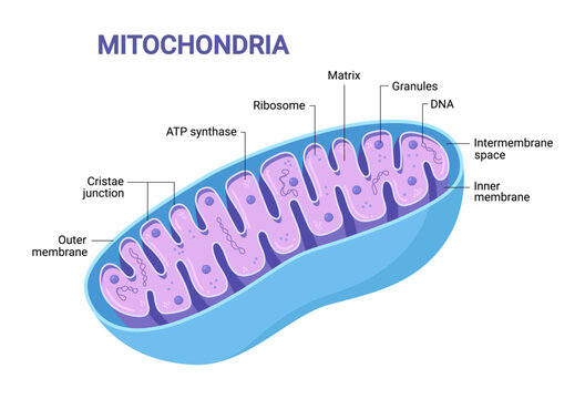 Vector diagram of Mitochondria. Cross-section view. Medical infographics