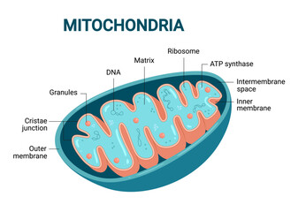 Vector diagram of Mitochondria. Cross-section view. Medical infographics.	