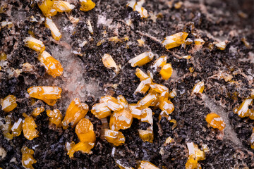 Yellow Mimetite crystals on Dolomite. Specimen from Potosí Mine, Aquiles Serdán, Mexico. Micro...