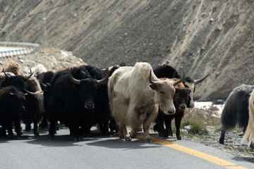 Jaks en una carretera de Pakistán © Alicia