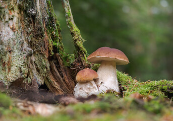 Herbstwald mit Moos am Baumstumpf und Steinpilz