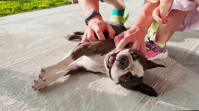 Hands are stroking and caressing a Boston Terrier dog on the street.