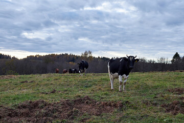 a herd of cows grazing in a meadow