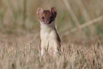 Long-Tailed Weasel