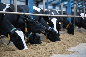 farm, cow, animal, cows, construction, horse, building, sky, cattle, agriculture, nature, work, animals, people, water, horses, livestock, stable, architecture
