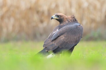 Golden eagle Aquila chrysaetos wildlife prey nature predator beautiful animal beautiful sighting ornithology Europe