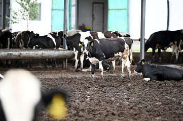 farm, cow, animal, cows, construction, horse, building, sky, cattle, agriculture, nature, work, animals, people, water, horses, livestock, stable, architecture