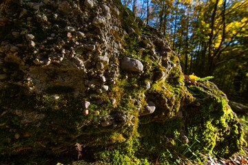 Geologists Day. Learning Geology. Conglomerate Rock Cliff - Lithuania, Stakai. Autumn Colors, leaf,...