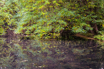 Autumn Oliwa park, Gdansk. Yellow leaves and the lake