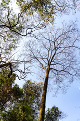 Tall treetops and intertwined branches, with sunlight gently filtering through the leaves. in Brazil