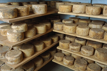 Forma di formaggio pecorino stagionato