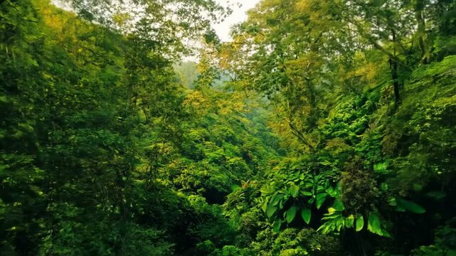 Drone view of  Tropical forest interior. Nature background of a rainforest,  zoom in. slow motion. 4K video