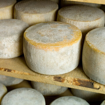 Forma di formaggio pecorino stagionato