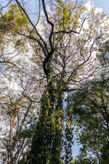 Tall treetops and intertwined branches, with sunlight gently filtering through the leaves. in Brazil