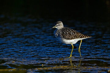 Wood sandpiper // Bruchwasserläufer (Tringa glareola) 