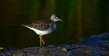 Bruchwasserläufer // Wood sandpiper (Tringa glareola) 