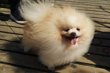 Cachorro Lulu da Pomerânia