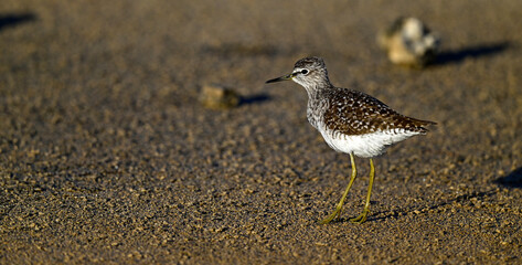 Wood sandpiper // Bruchwasserläufer (Tringa glareola) 