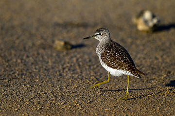Bruchwasserläufer // Wood sandpiper (Tringa glareola) 