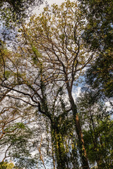 Tall treetops and intertwined branches, with sunlight gently filtering through the leaves. in Brazil