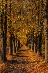 Autumnal equinox. Background, Calmness, Relaxing warm colors. Path perspective with autumn colorful trees on a sunny day in the evening