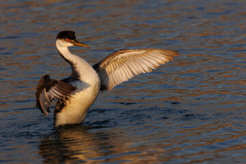 Western Grebe