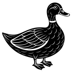 duck isolated on white