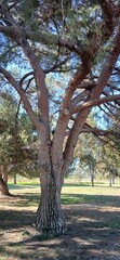 Obraz premium Pine tree in the park 