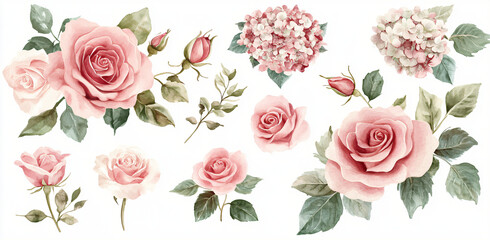 White and pink roses and hydrangea. Watercolor floral bouquets. Foliage arrangement for wedding , greetings, wallpapers, fashion, fabric, home decoration. watercolor