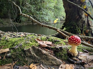 Fliegenpilz 