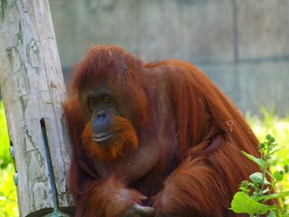Oranguatan, Indianapolis Zoo