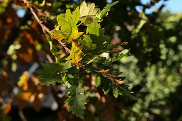 Detail of branch of Turkey Oak, also called Austrian Oak, latin name Quercus Cerris, with slowly yellowing autumn leaves, sunlit by late afternoon sunshine. 
