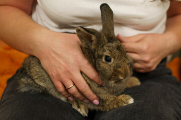 A young woman is holding a small gray rabbit in her hands. Offer for pet stores and announcements