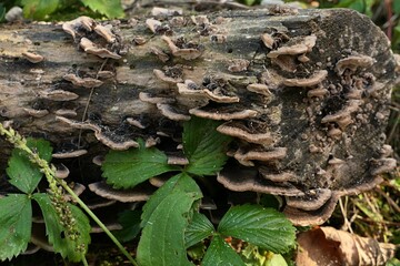 Polypore mushroom Turkey Tail, latin name Trametes Versicolor, growing on piece of dead tree trunk in garden. 