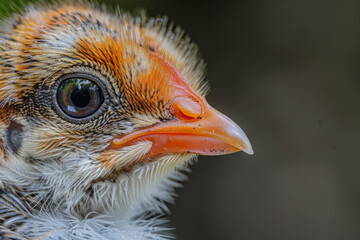 A baby chicken with a pink beak and orange feathers