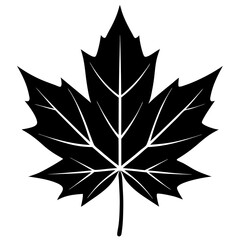 Obraz premium Maple Leaf Vector Icon - Canadian Maple Leaf Logo Isolated on White