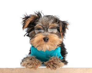 Fototapeta premium cute yorkie dog with round eyeglasses sitting at the desk and looking forward