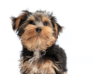 curious little yorkshire terrier dog looking up and standing