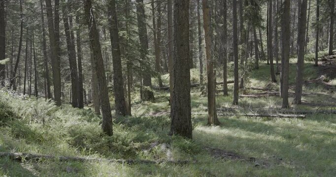 trees in the forest