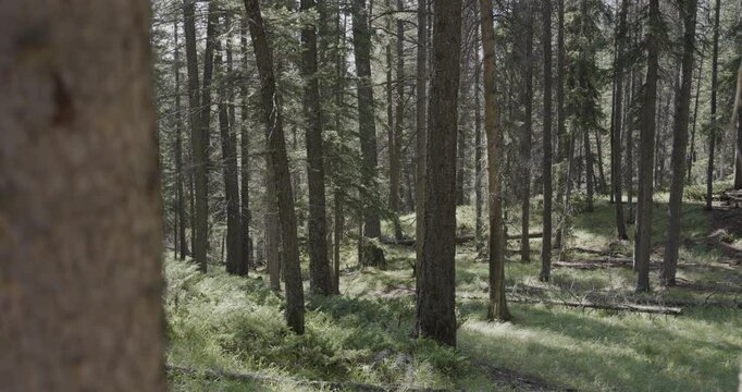 trees in the forest