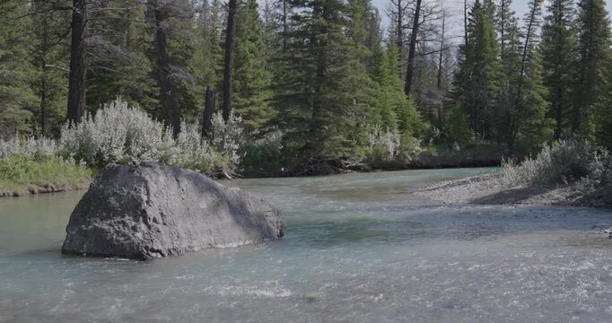 river in the forest