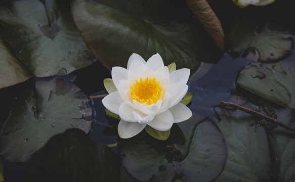 white water lily