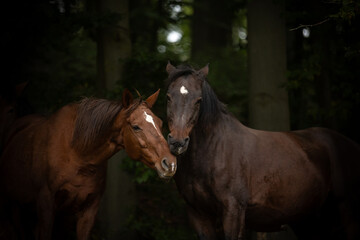 Pferdebegrüßung im dunklen Wald © Nadine Haase