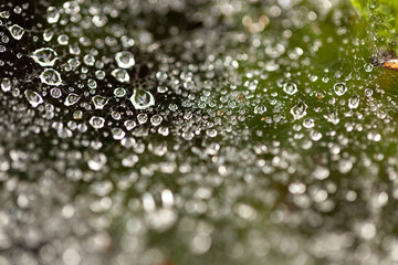 macro photo dew drops on a spider web, colorful background, autumn wallpaper, bokeh