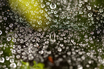 macro photo dew drops on a spider web, colorful background, autumn wallpaper, bokeh