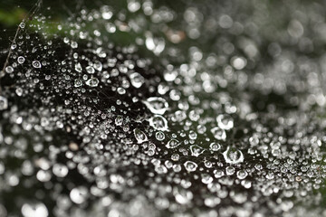 macro photo dew drops on a spider web, colorful background, autumn wallpaper, bokeh