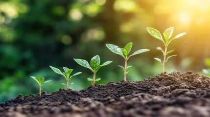 Fototapeta premium Growing seedlings in soil with sunlight in the background, symbolizing growth and nature