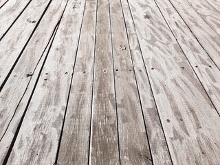 floor and old trees